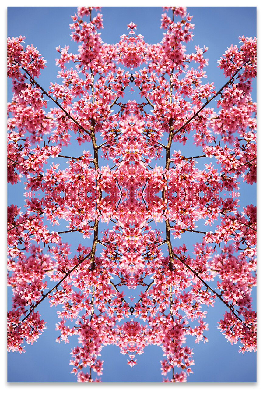 © CHERRY BLOSSOMS COMPOSITION No.205