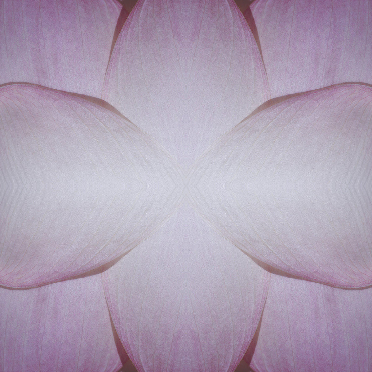 © LOTUS FLOWER COMPOSITION No.63