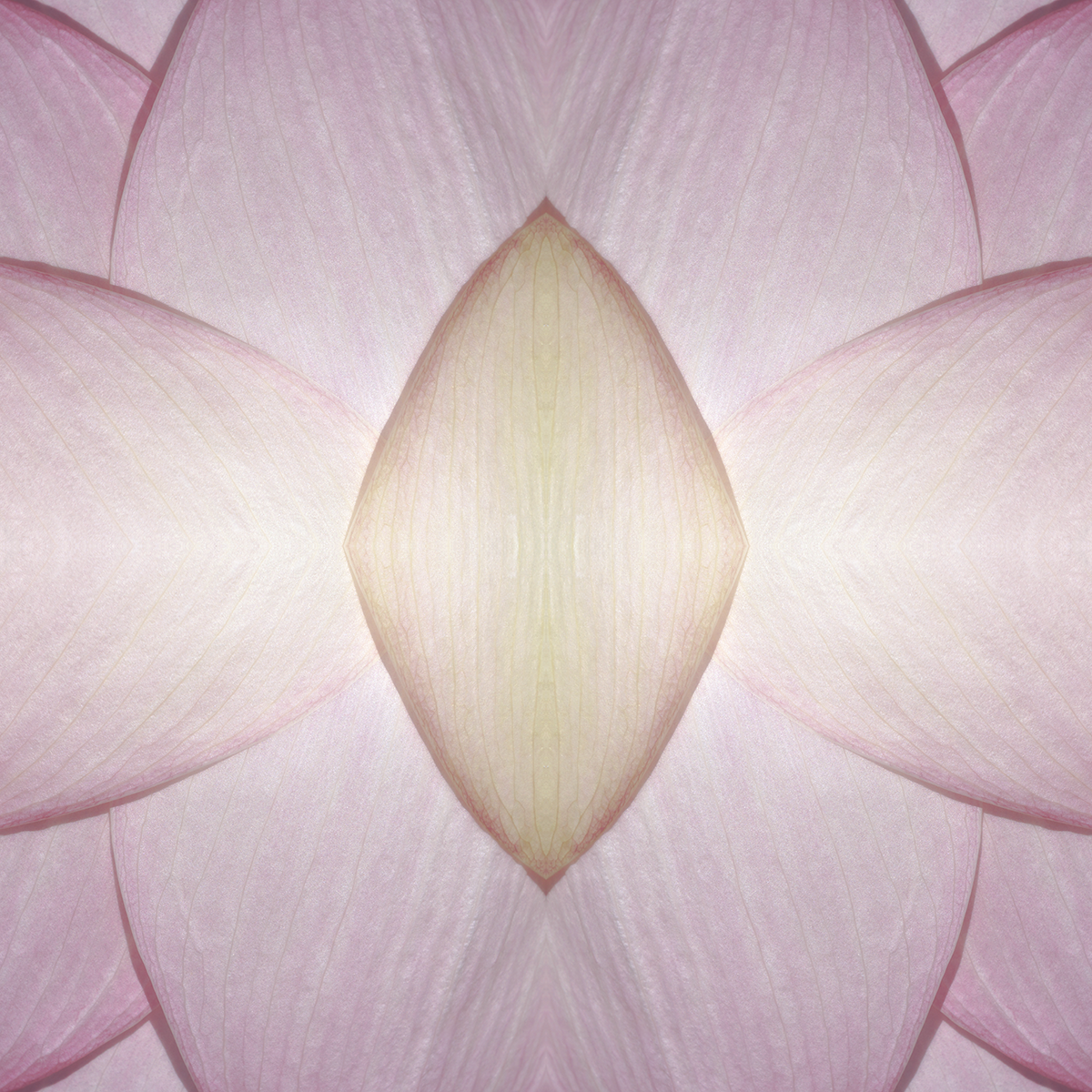 © LOTUS FLOWER COMPOSITION No.64