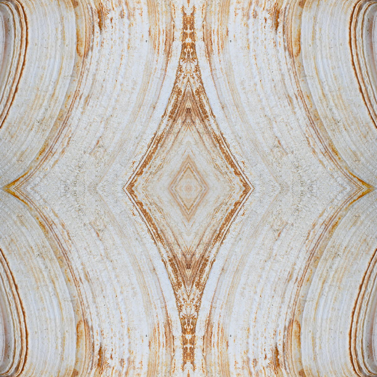 © SEASHELLS COMPOSITION No.23