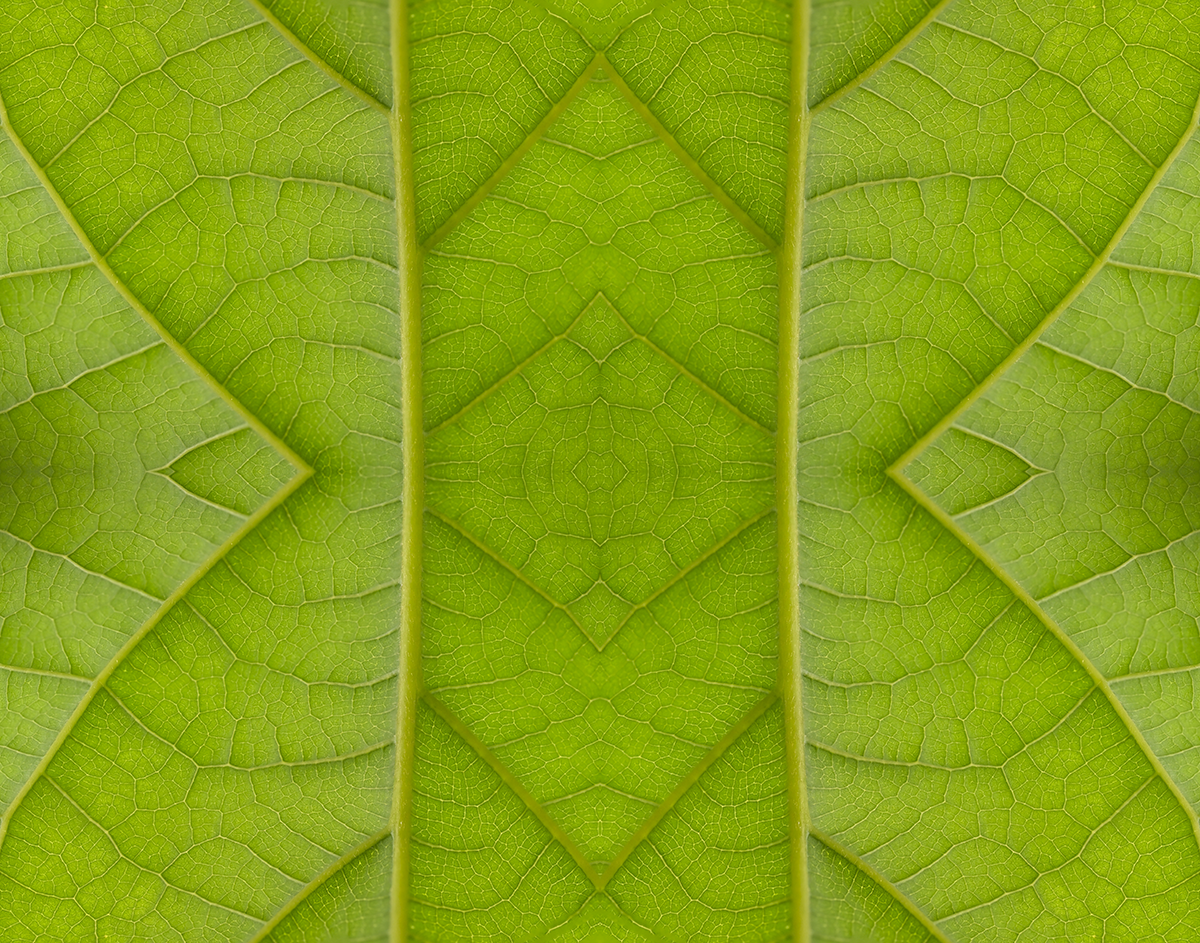 © LEAVES COMPOSITION No.5