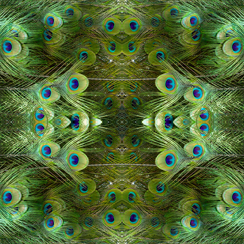 © PEACOCK COMPOSITION No.4