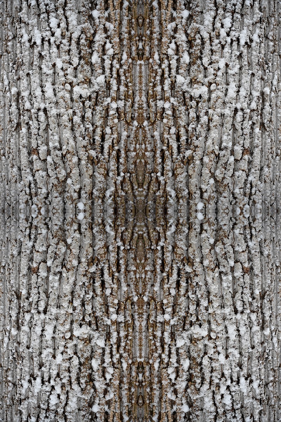 © Tree Bark Composition No.839