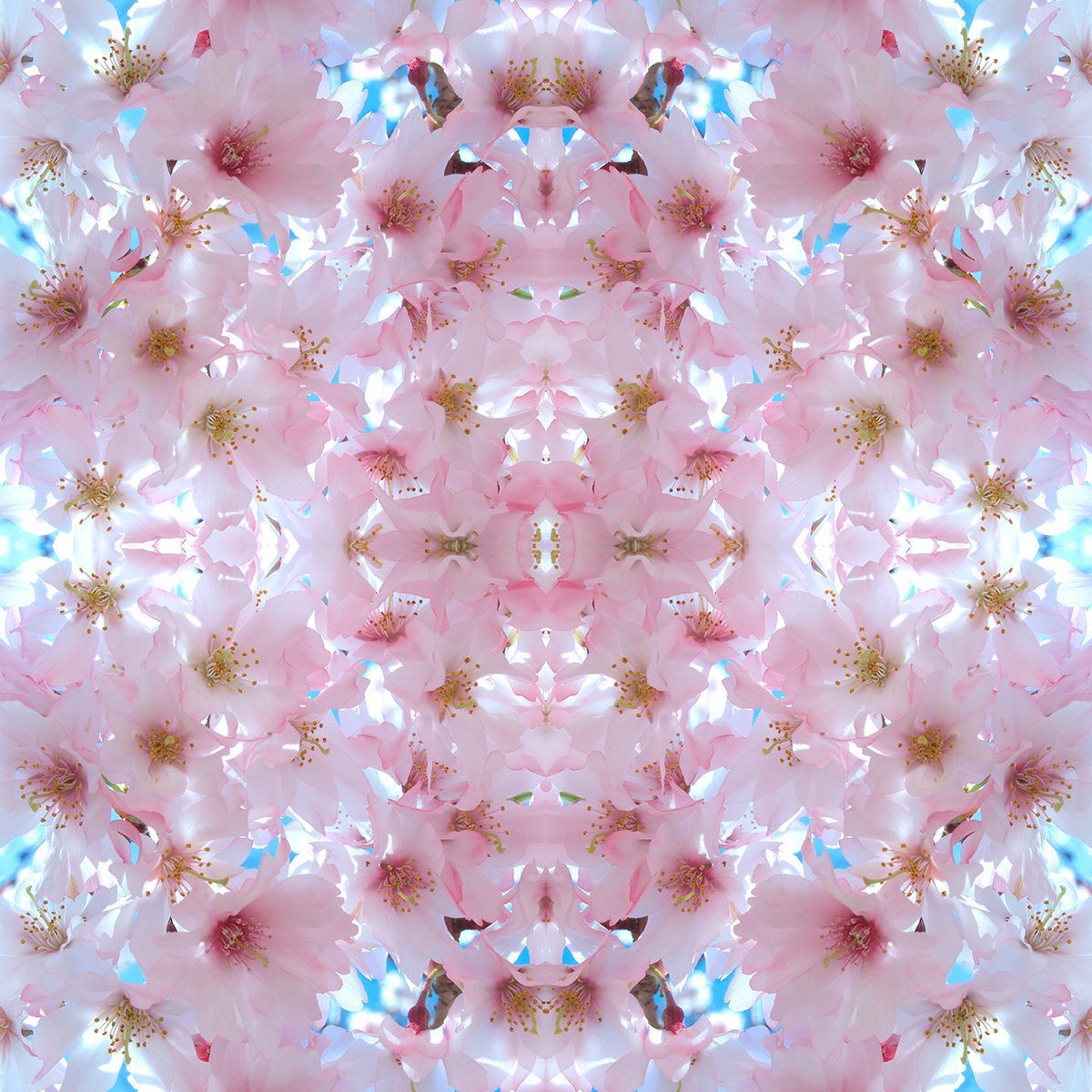 © CHERRY BLOSSOMS COMPOSITION No.59