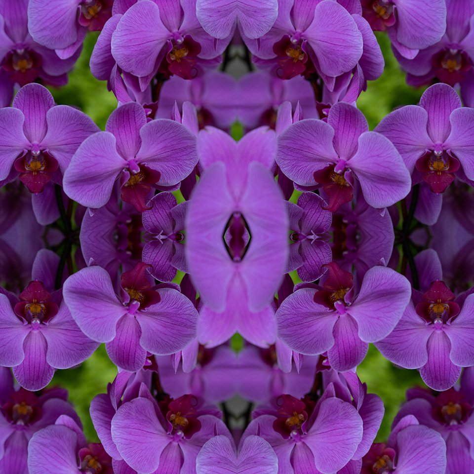 © ORCHID FLOWERS COMPOSITION No.87