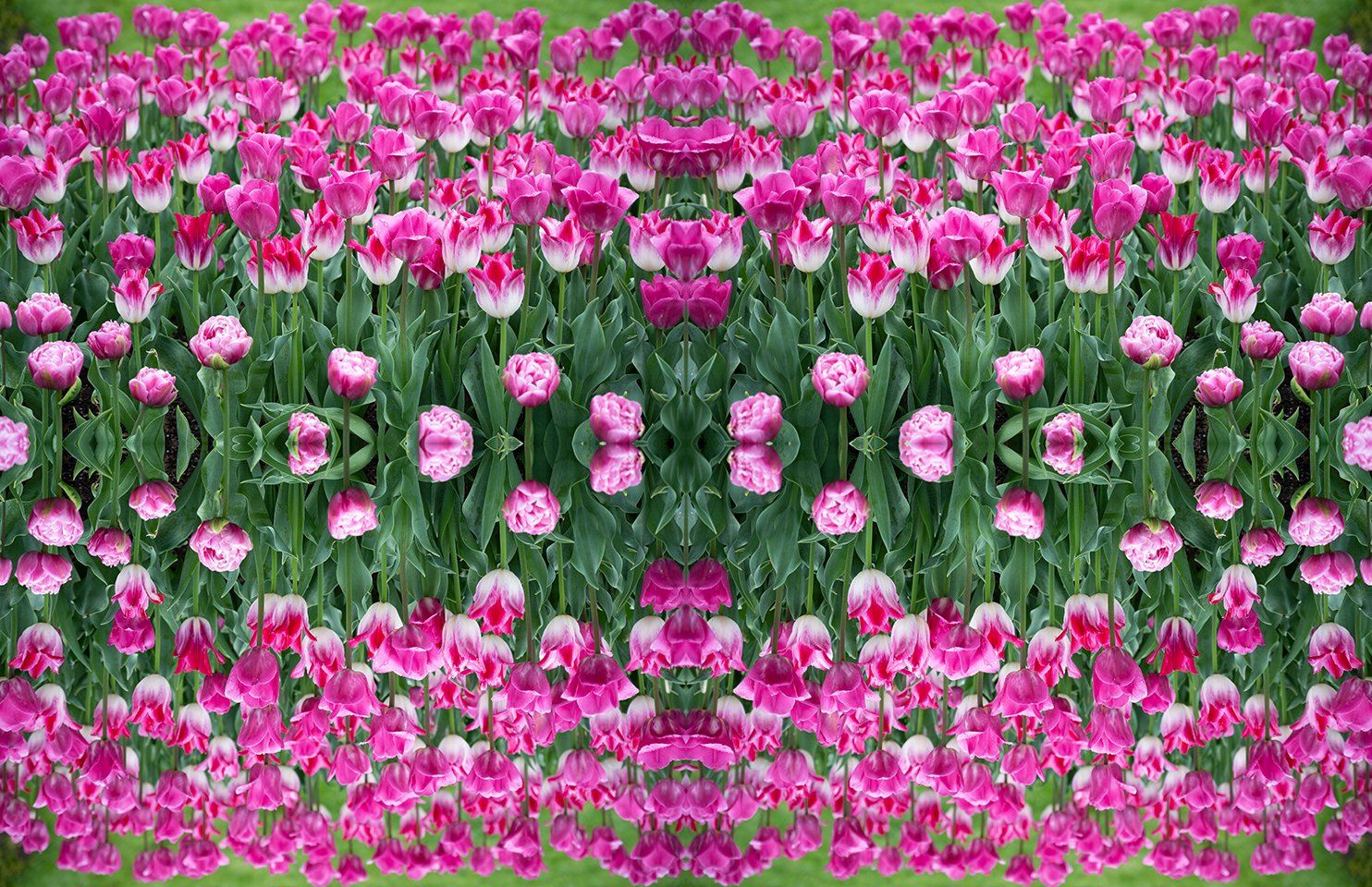 © TULIPS COMPOSITION No.102