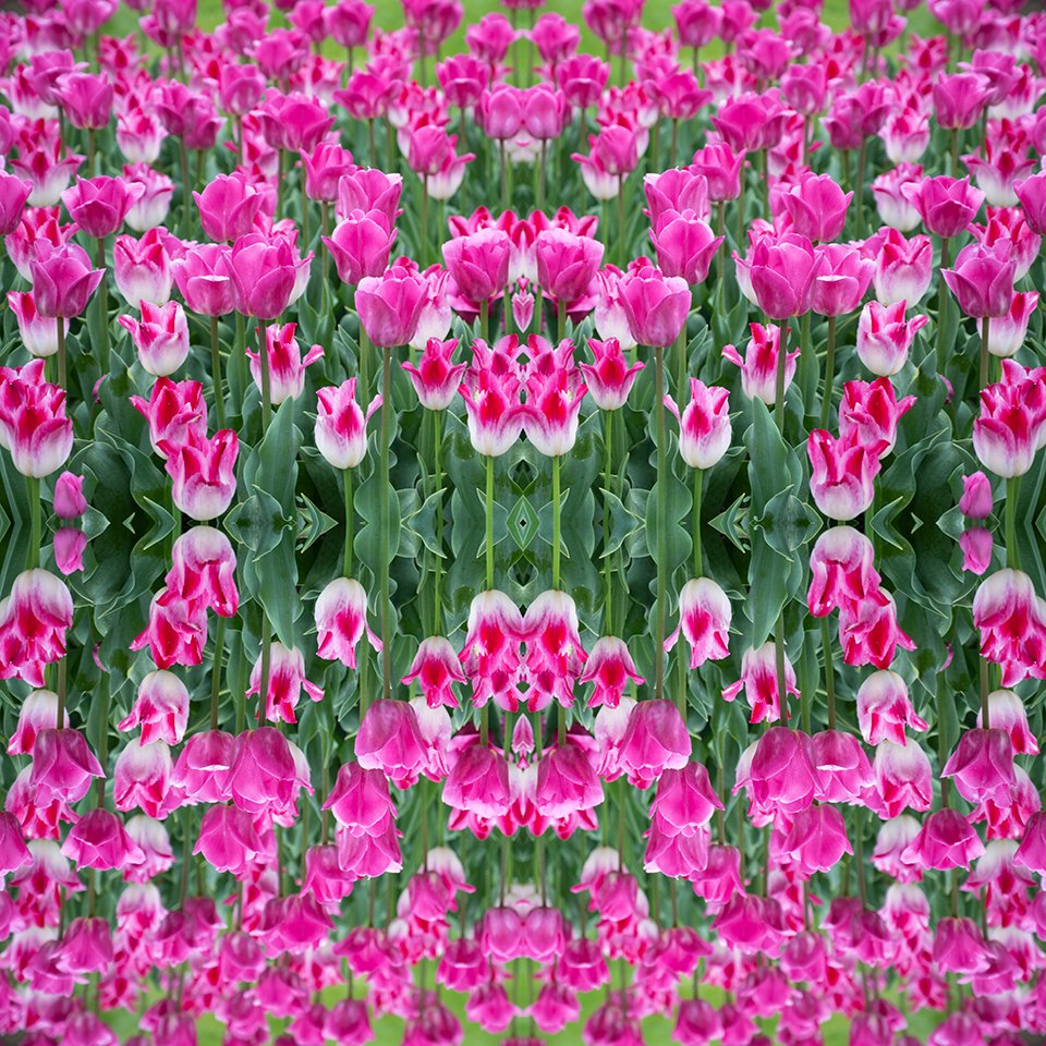 © TULIPS COMPOSITION No.103