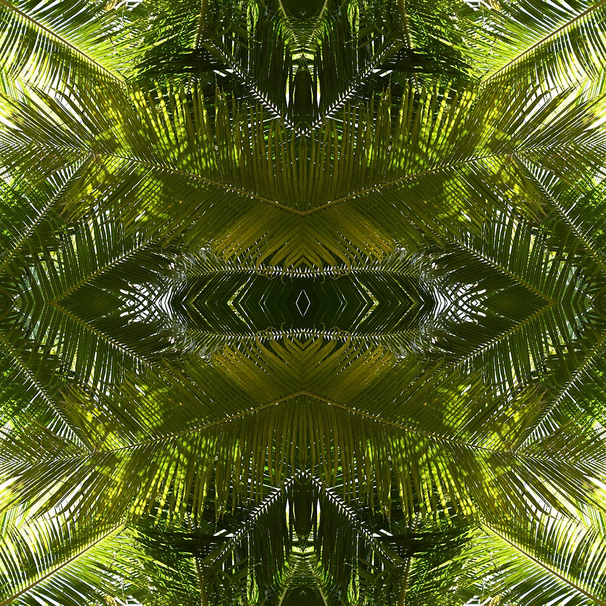 © PALM TREE LEAVES COMPOSITION No.12