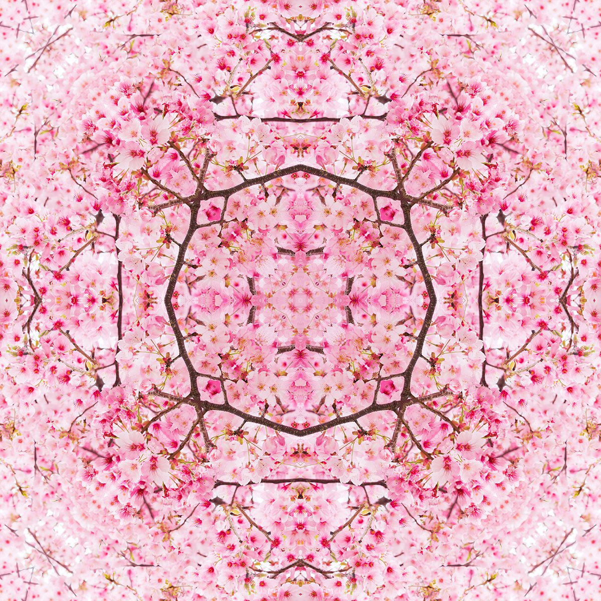 © CHERRY BLOSSOMS COMPOSITION No.646B