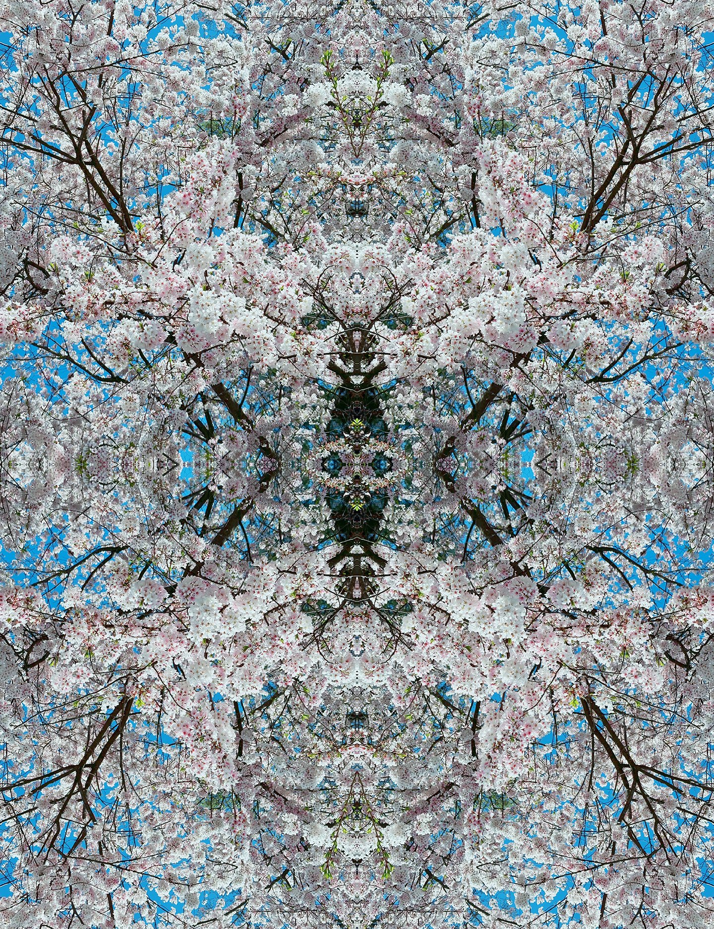 © CHERRY BLOSSOMS COMPOSITION No.680