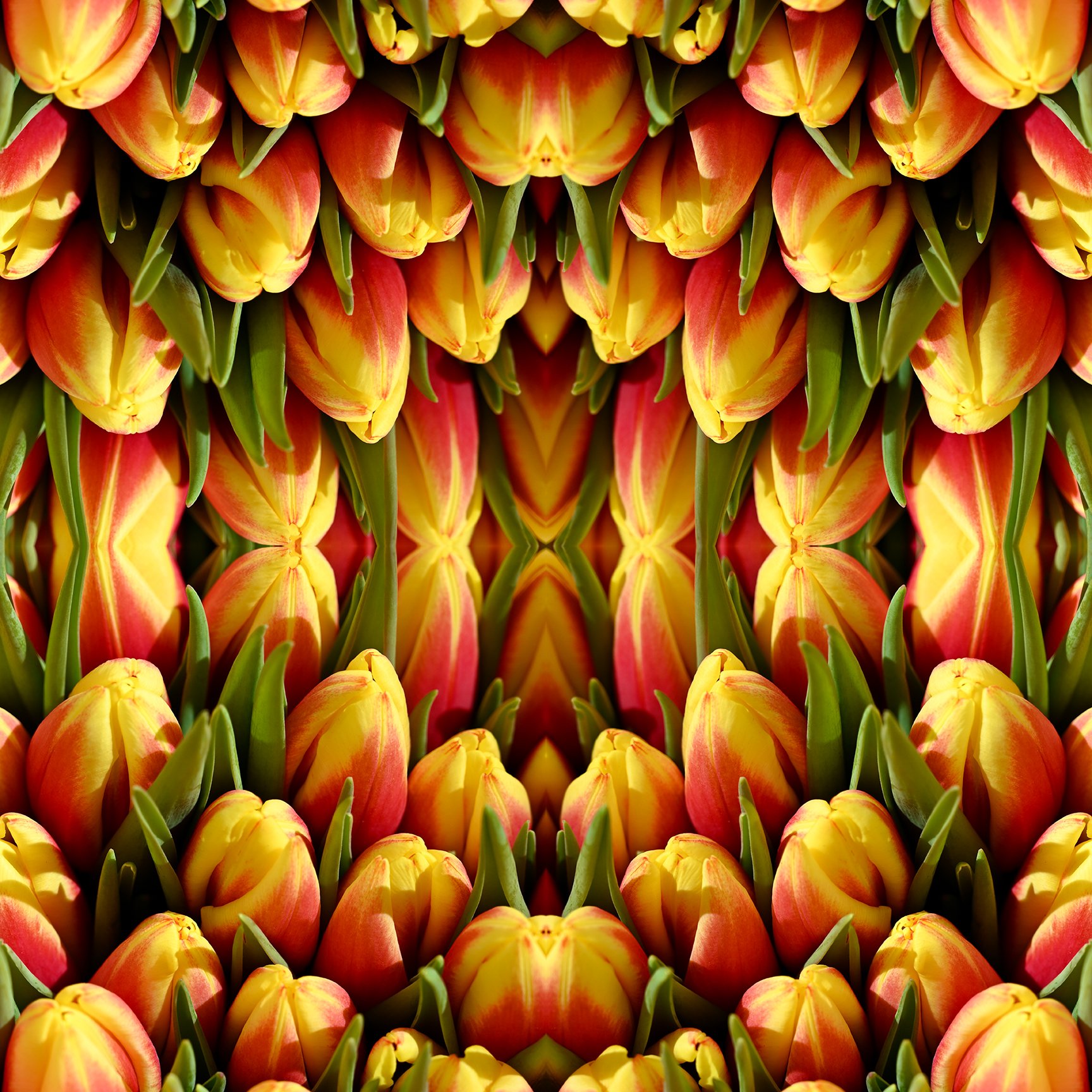 © TULIPS COMPOSITION No.954