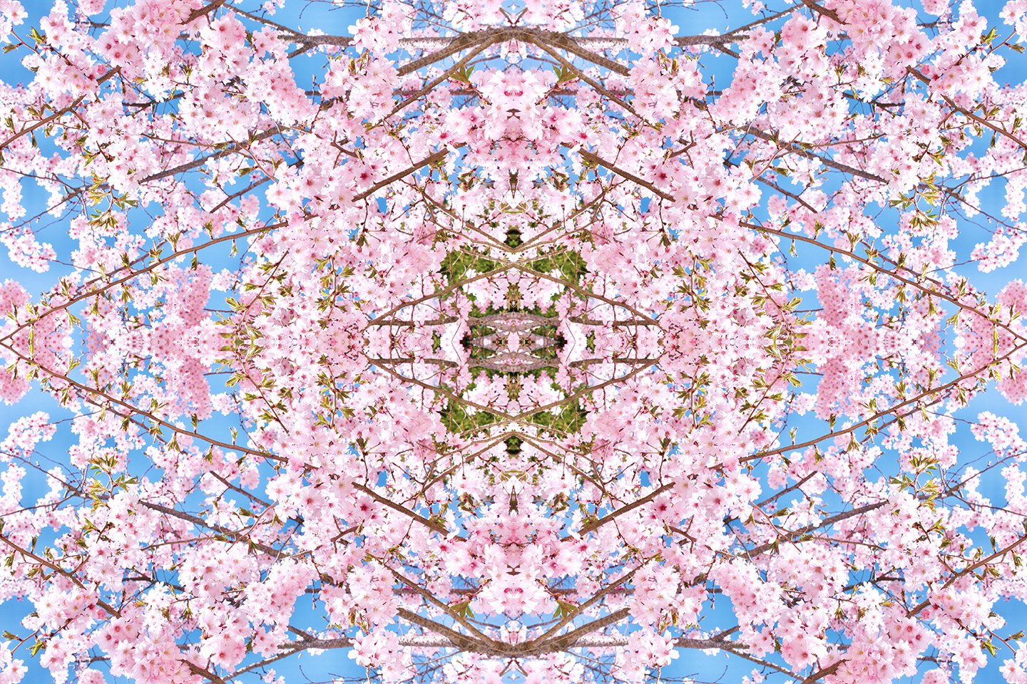 © CHERRY BLOSSOMS COMPOSITION No.165