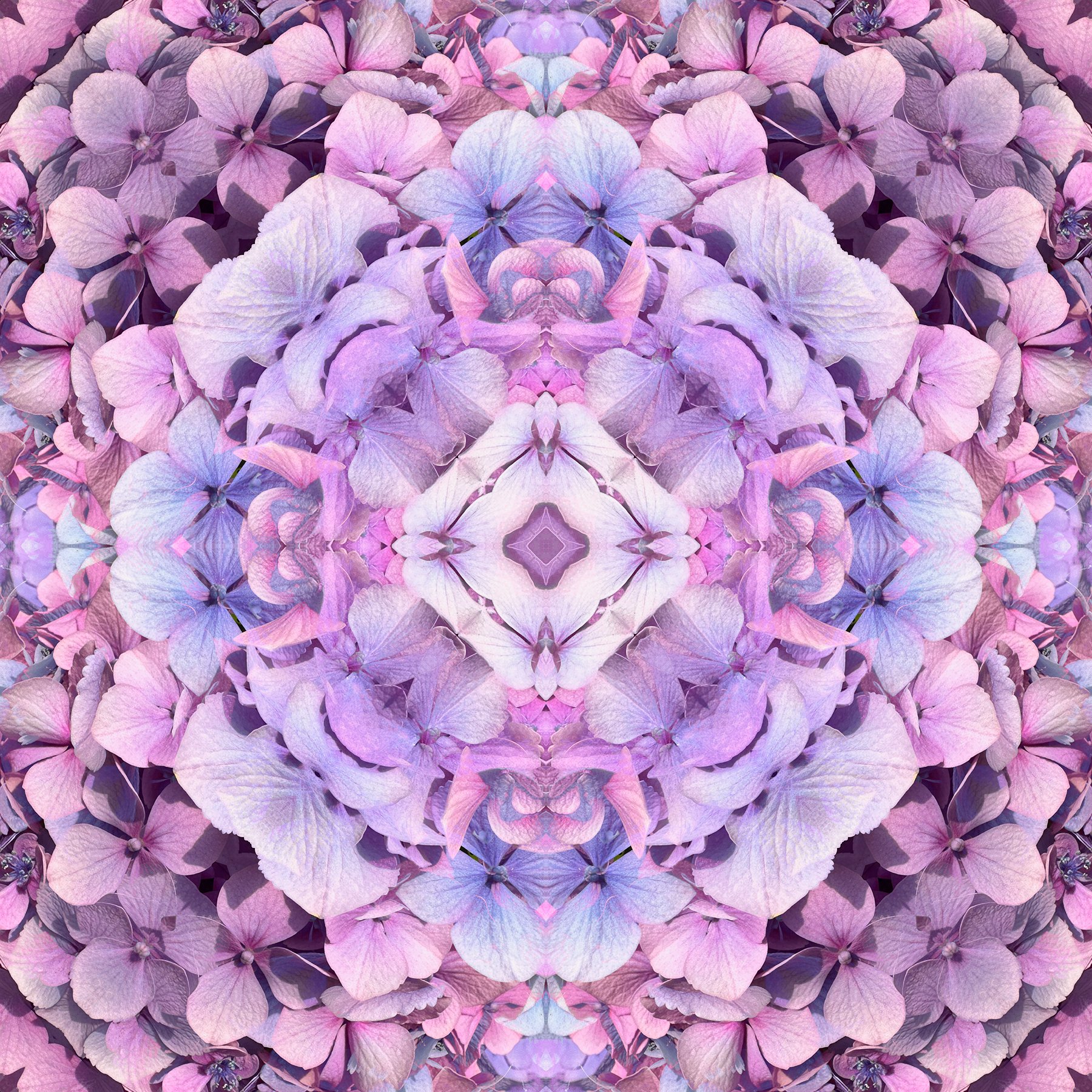 © HYDRANGEAS FLOWERS COMPOSITION No.996
