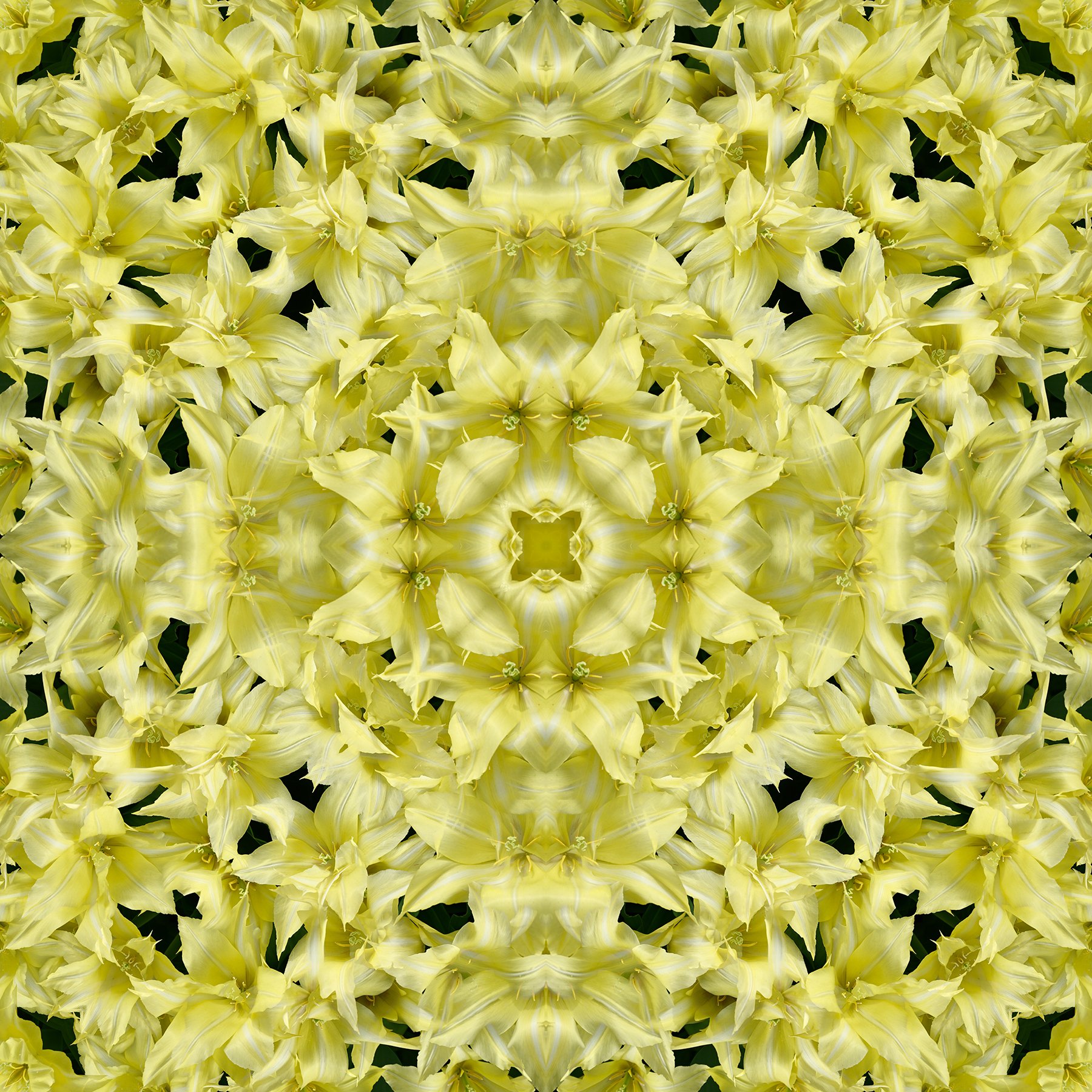 © TULIPS COMPOSITION No.977