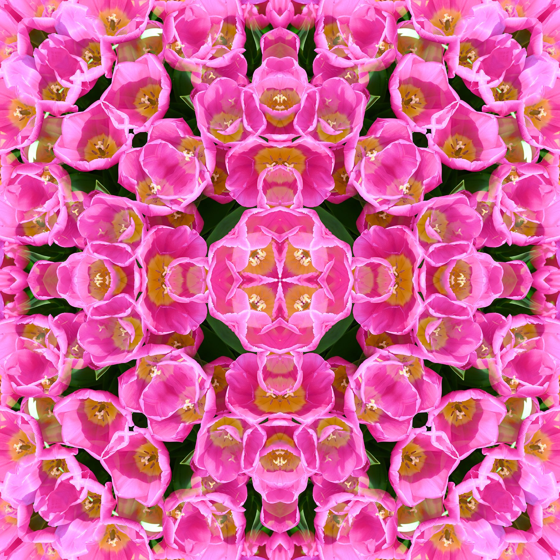 © TULIPS COMPOSITION No.978