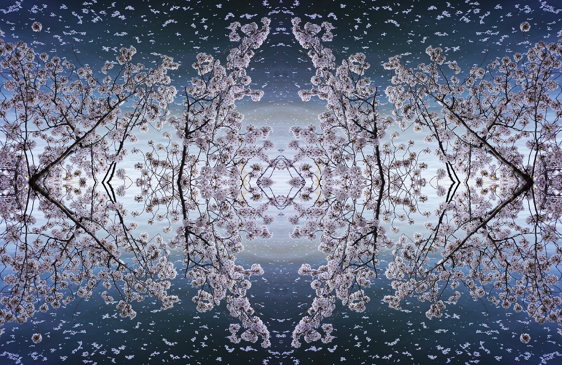 © CHERRY BLOSSOMS COMPOSITION No.606