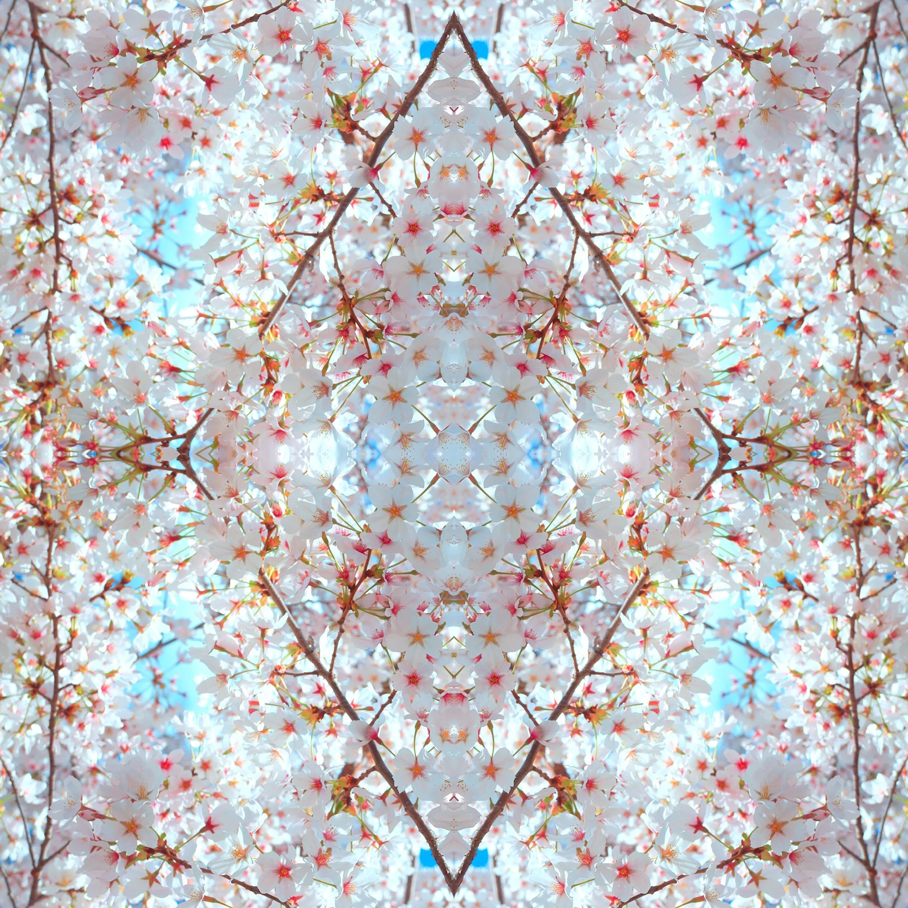 © CHERRY BLOSSOMS COMPOSITION No.610