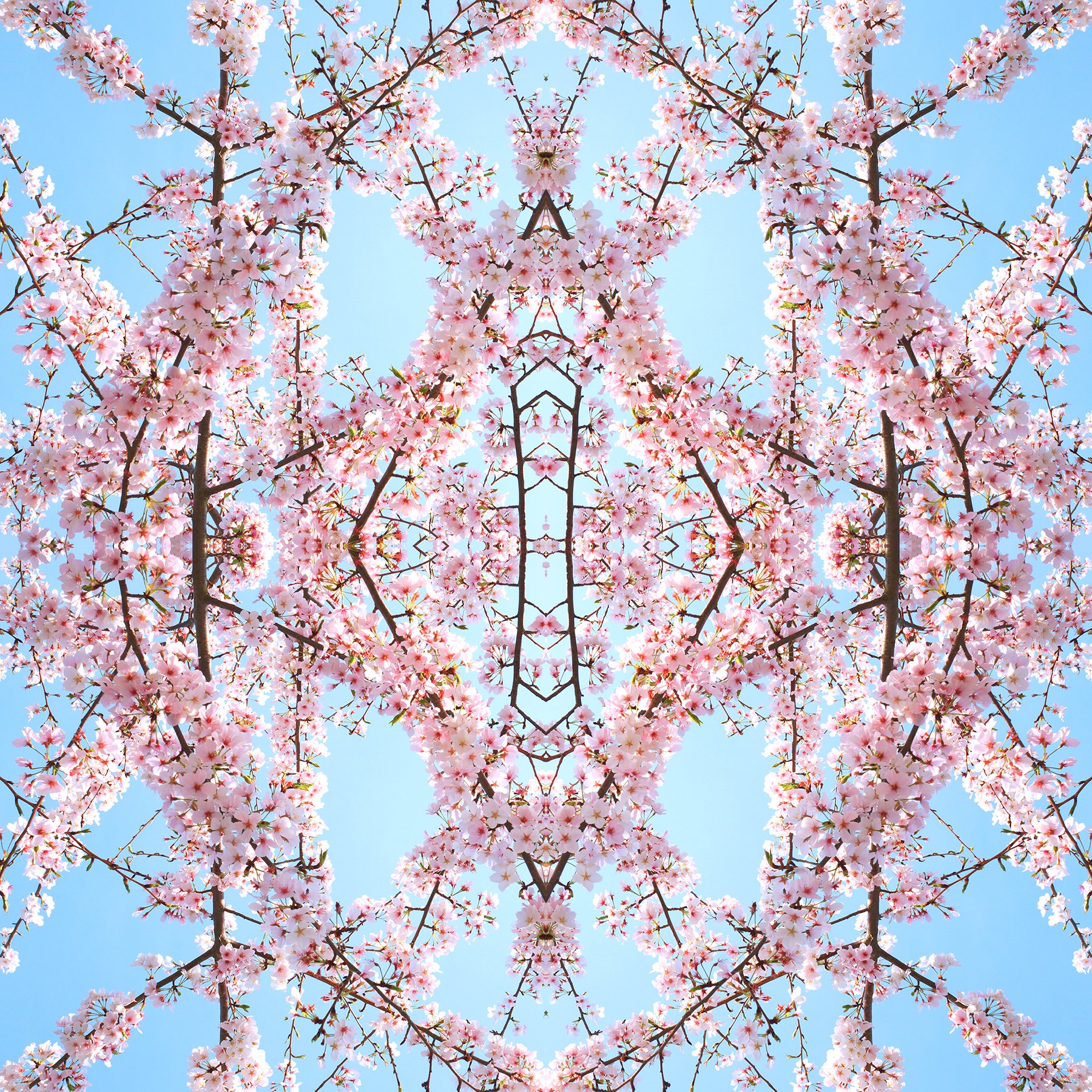 © CHERRY BLOSSOMS COMPOSITION No. 50