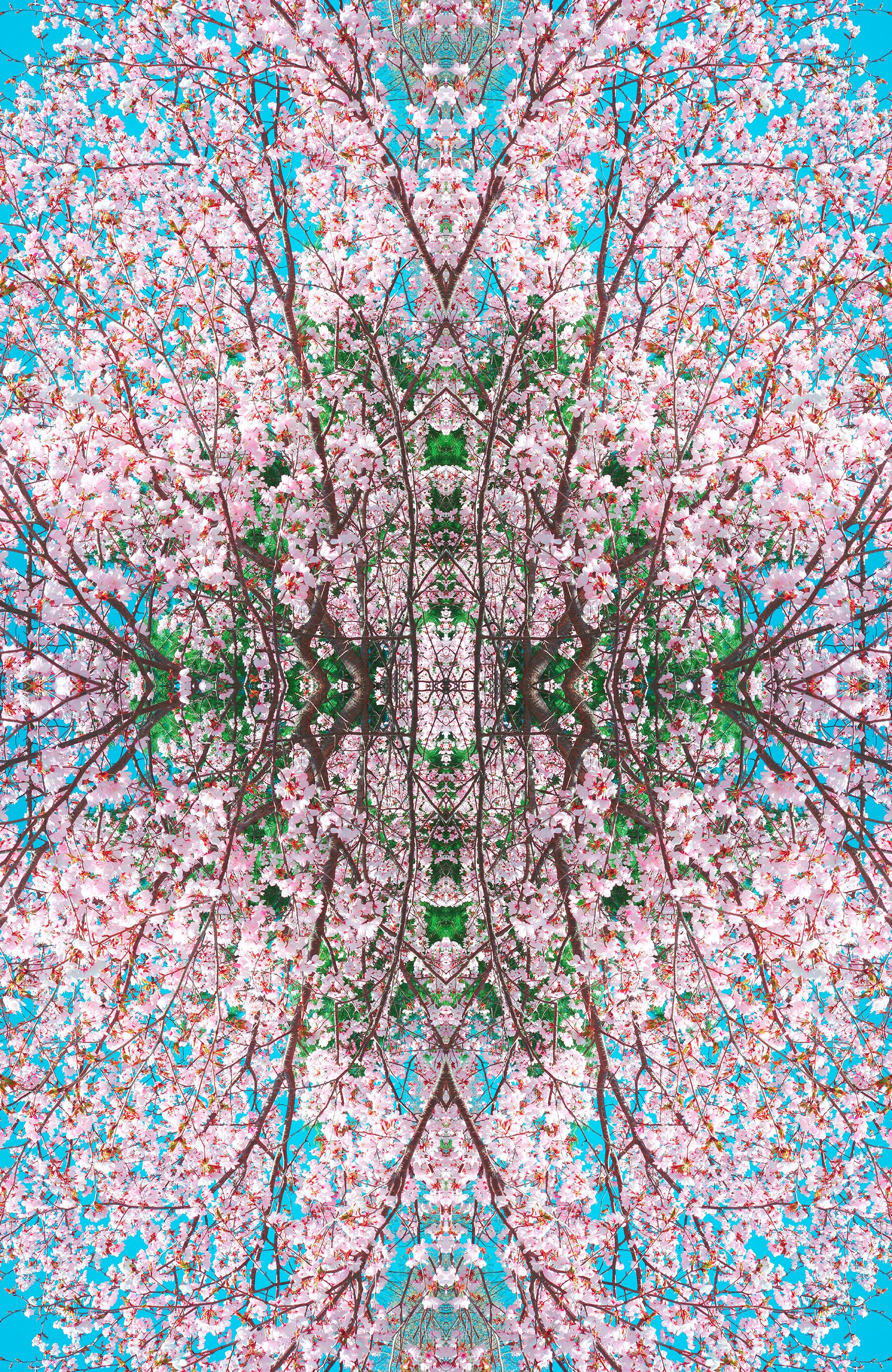 © CHERRY BLOSSOMS COMPOSITION No.16