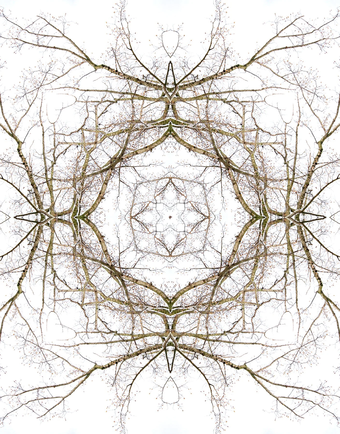 © SNOWY BRANCHES No.92