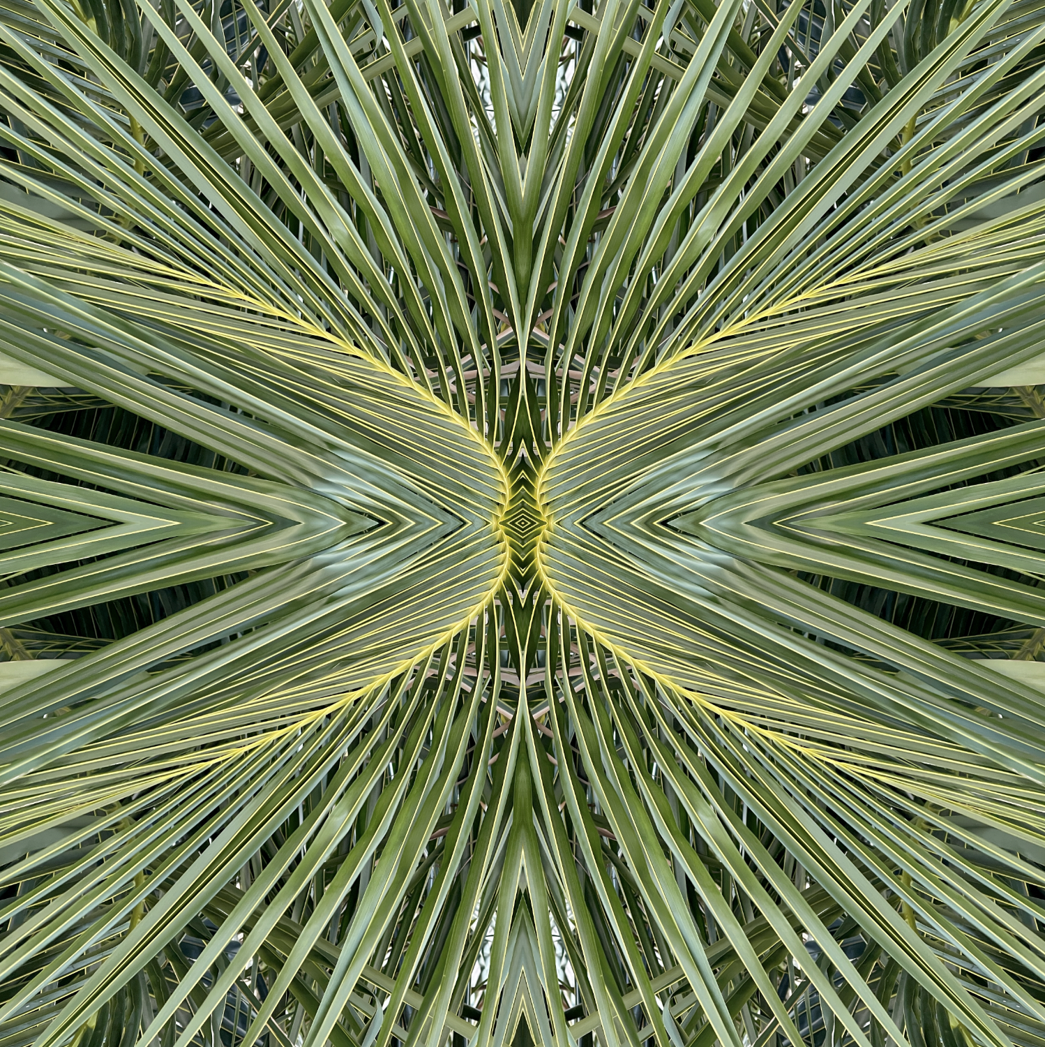 © PALM TREE FRONDS COMPOSITION No.67