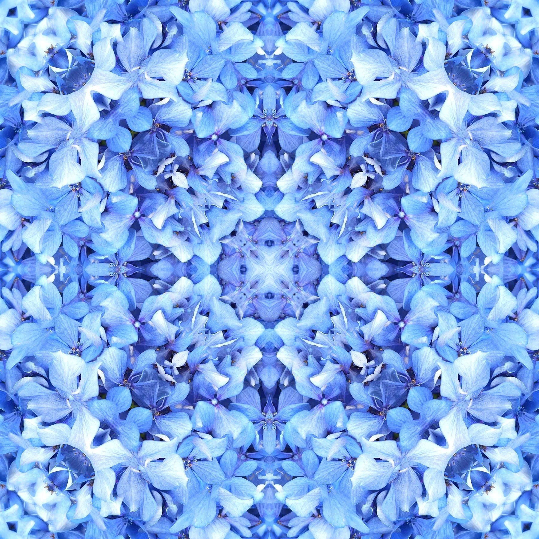 © HYDRANGEAS FLOWERS COMPOSITION No.131