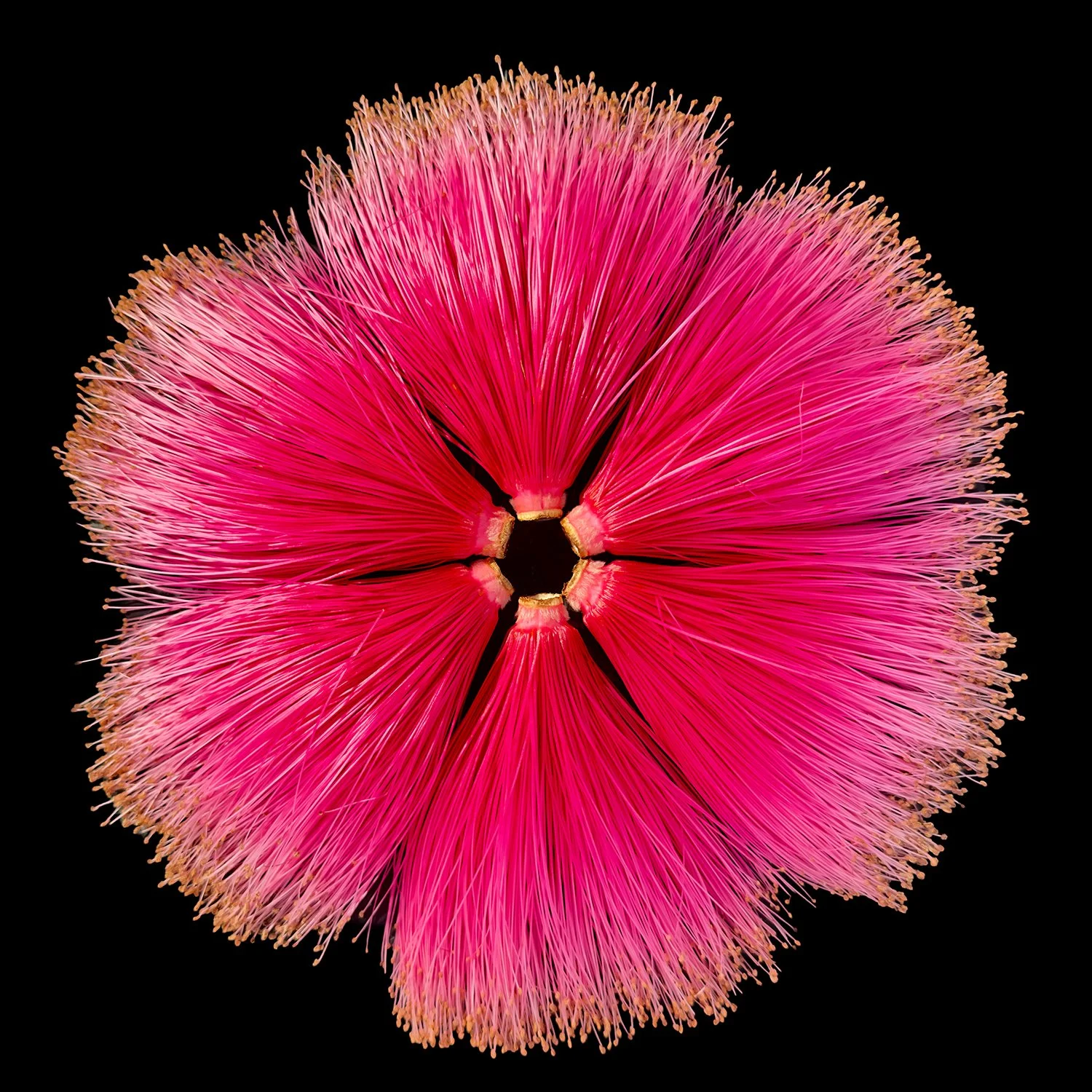 Pink Shaving Brush Tree Flowers Composition No.40