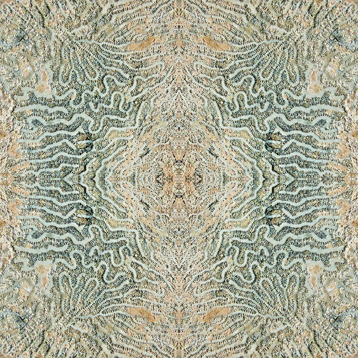 Seashells Composition No.40