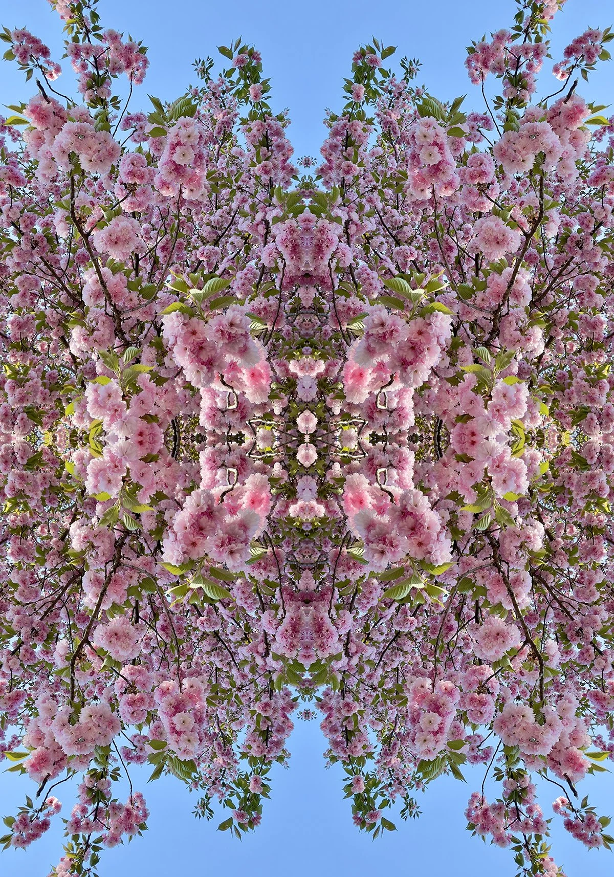 © CHERRY BLOSSOMS COMPOSITION No.710