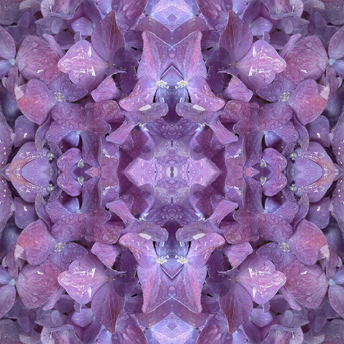 © HYDRANGEAS COMPOSITION No.113