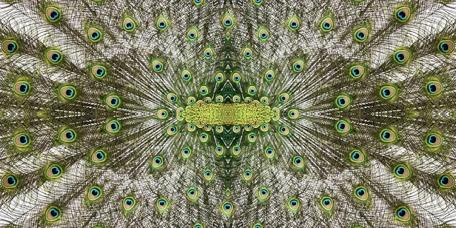 © PEACOCK COMPOSITION No.5