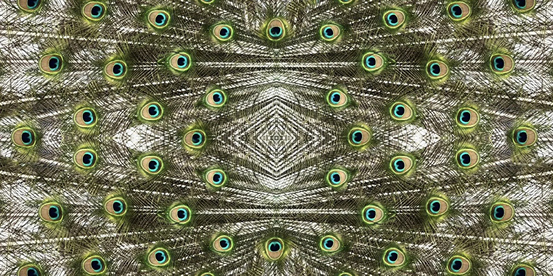 © PEACOCK COMPOSITION No.6