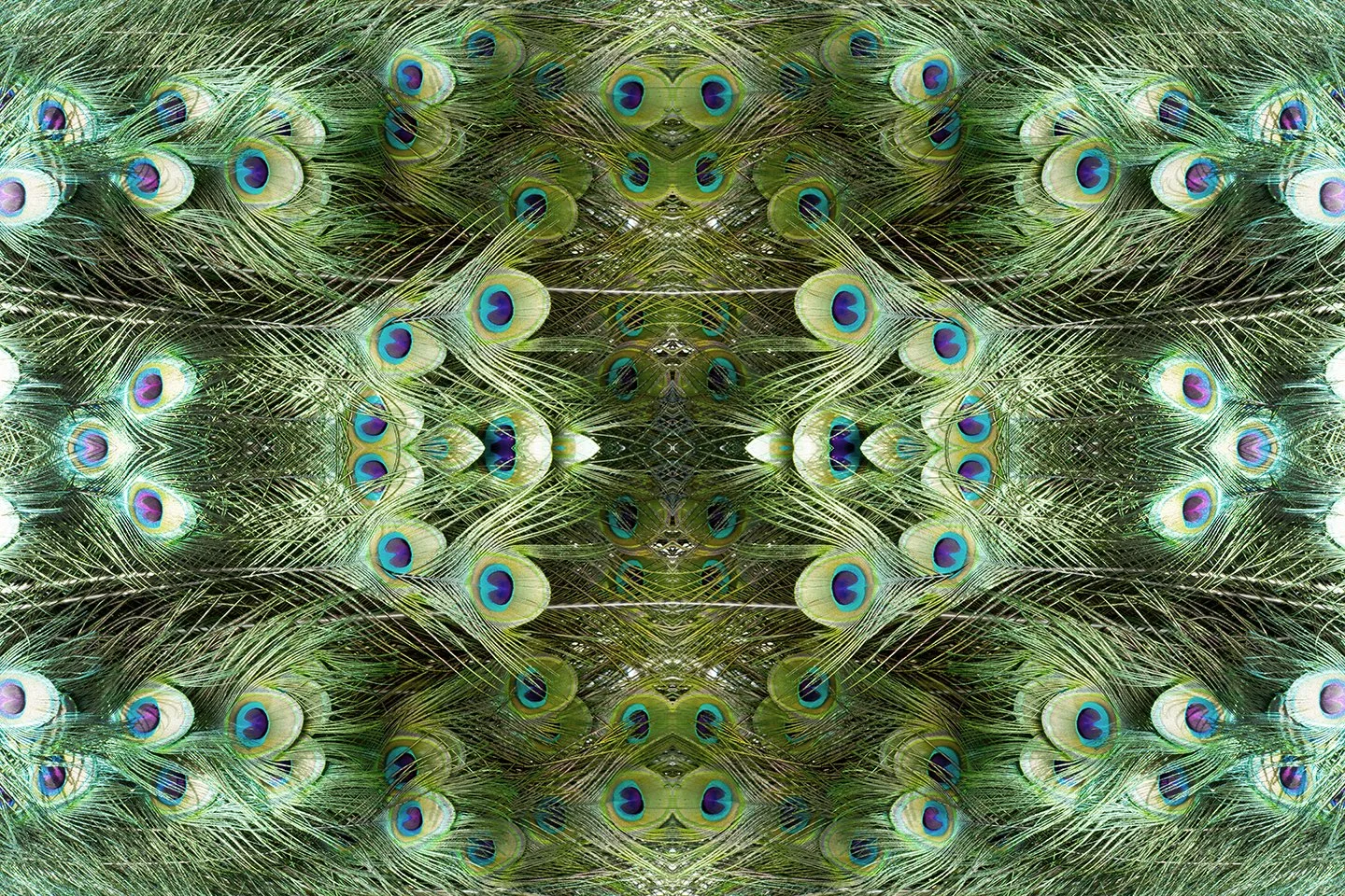 © PEACOCK COMPOSITION No.4