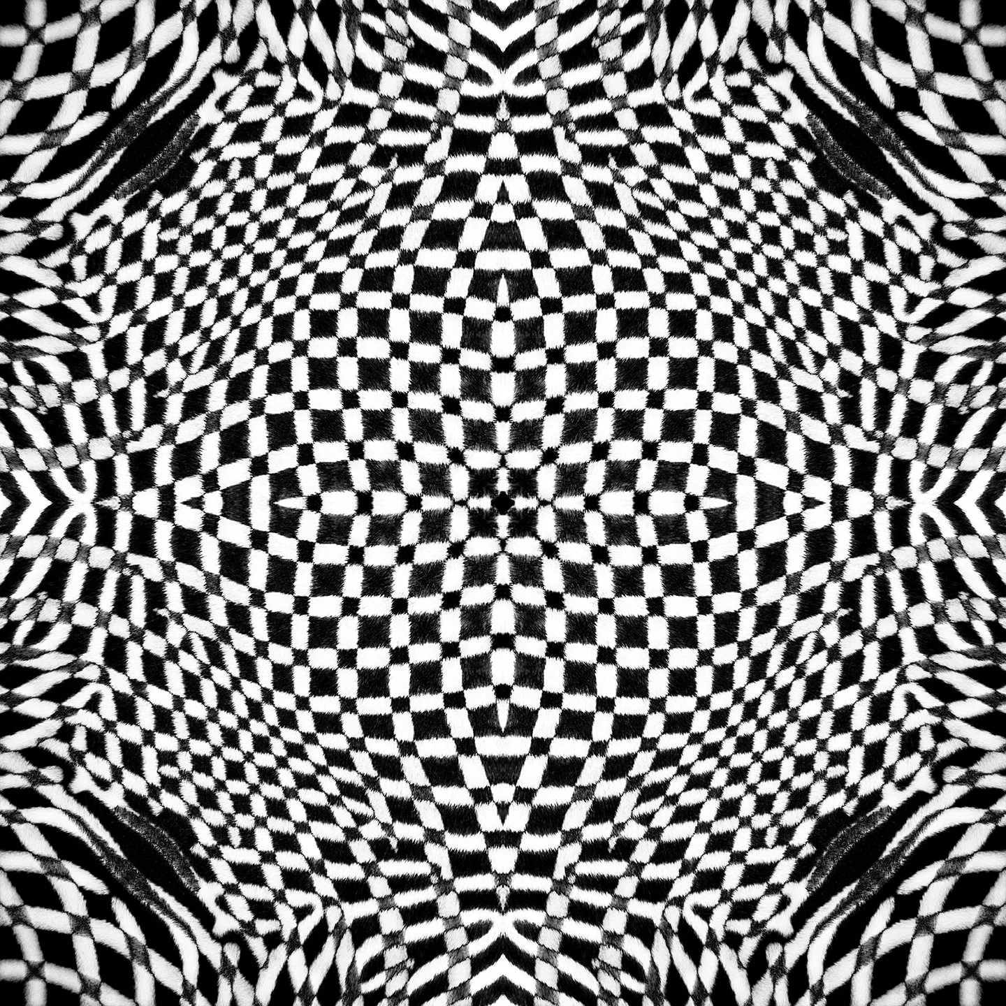 © ZEBRA COMPOSITION No.524