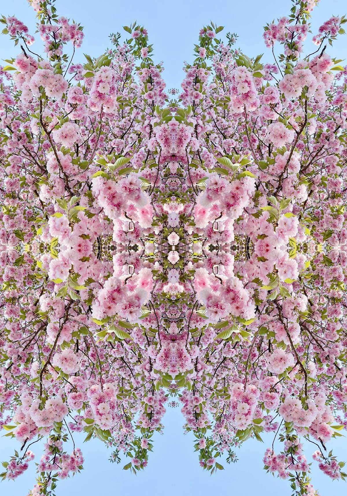 © CHERRY BLOSSOMS COMPOSITION No.710