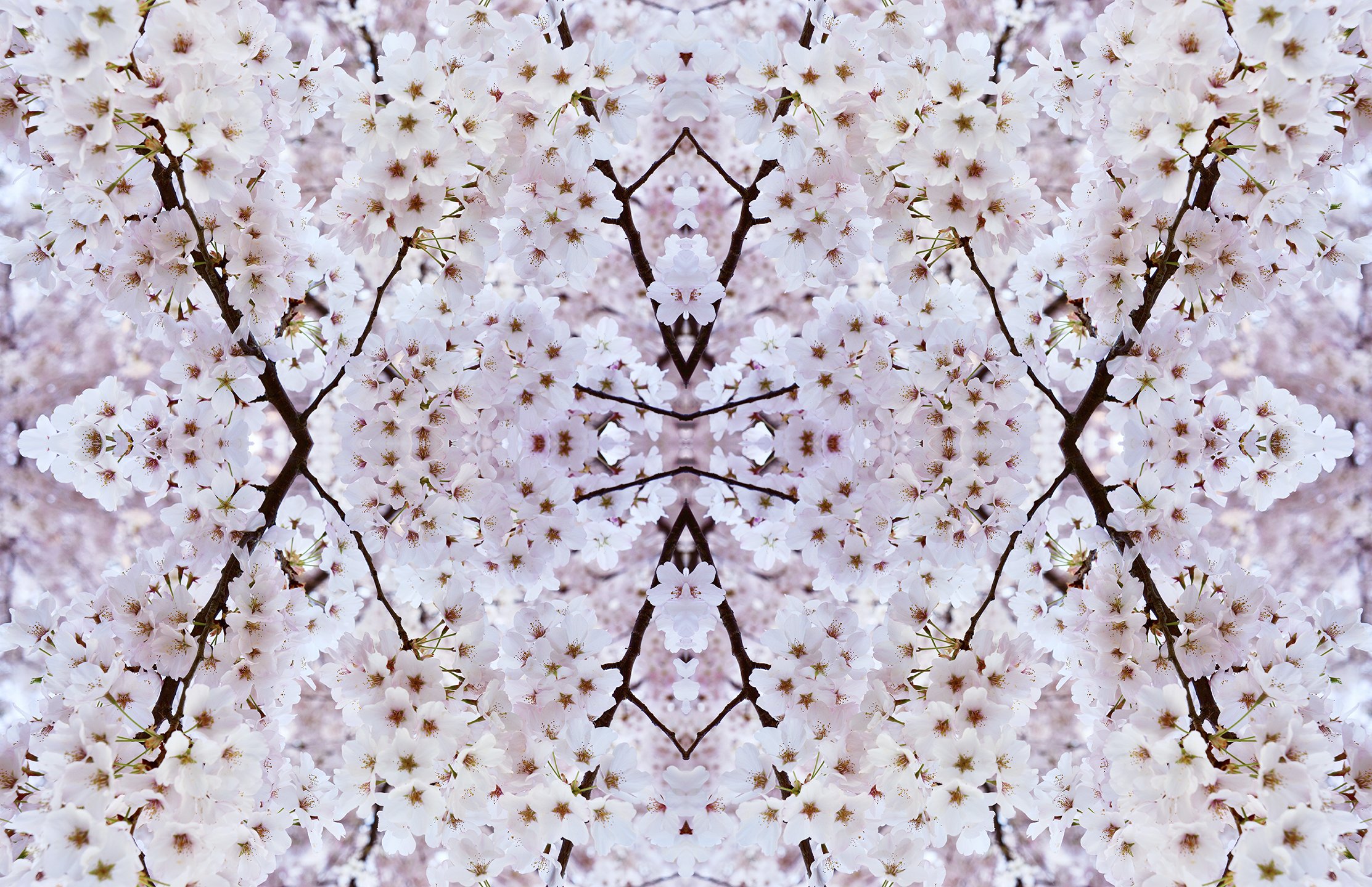 © CHERRY BLOSSOMS COMPOSITION No.700