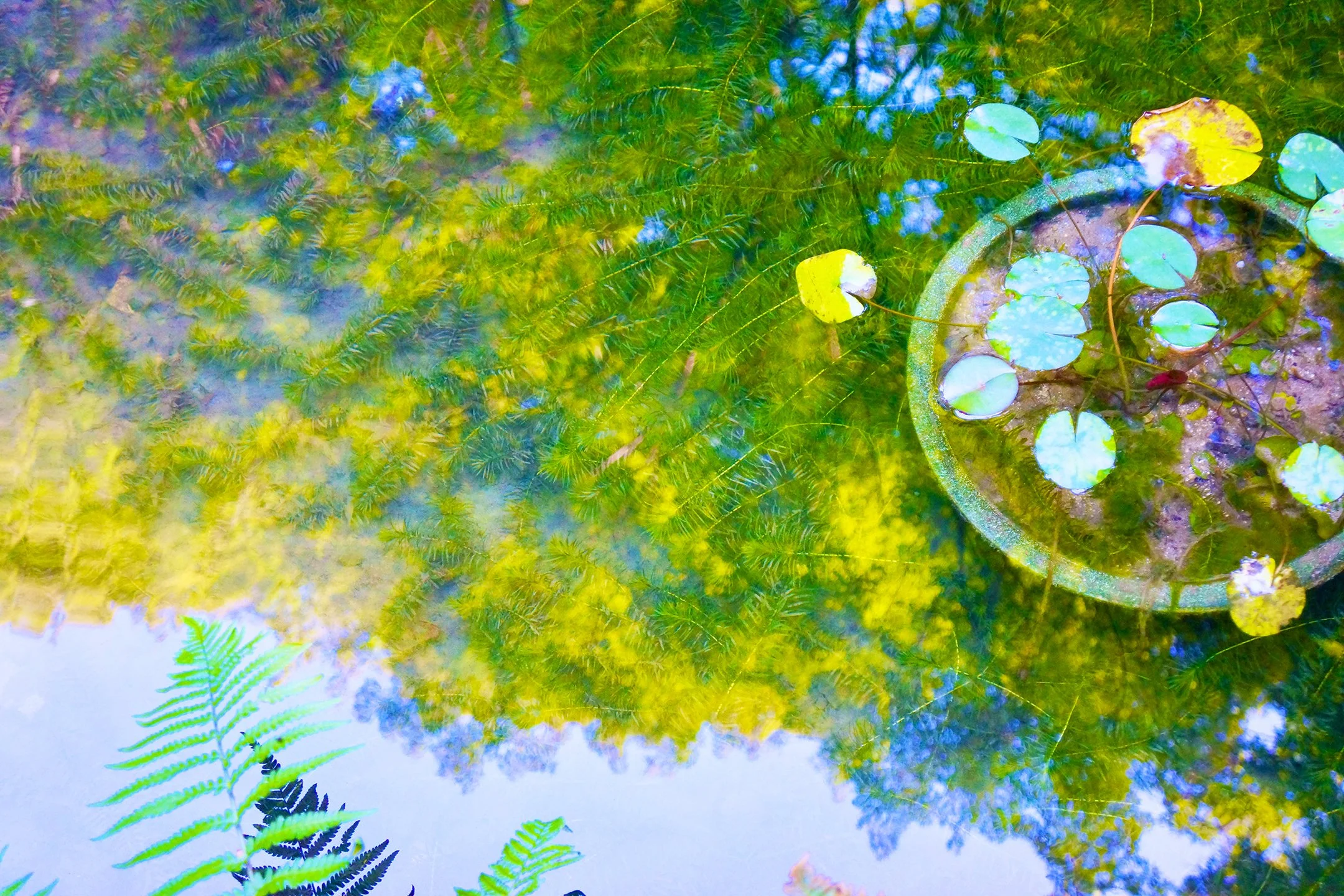 Nature Reflection in Water