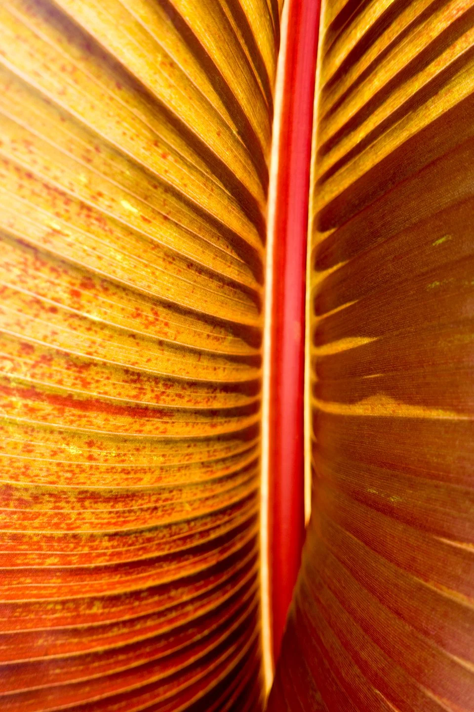  ABSTRACT PHOTOGRAPHY / 30 in x 45 in  Limited edition artwork, signed, numbered, and stamped with the artist's signature. Offered in custom sizes, framed or unframed (print only). Printed on high-quality Epson Photo Luster Premium Paper, or Dye Subl