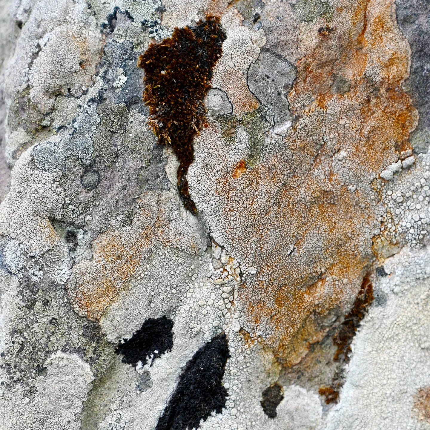  ABSTRACT PHOTOGRAPHY / 32 in x 32 in  Limited edition artwork, signed, numbered, and stamped with the artist's signature. Offered in custom sizes, framed or unframed (print only). Printed on high-quality Epson Photo Luster Premium Paper, or Dye Subl