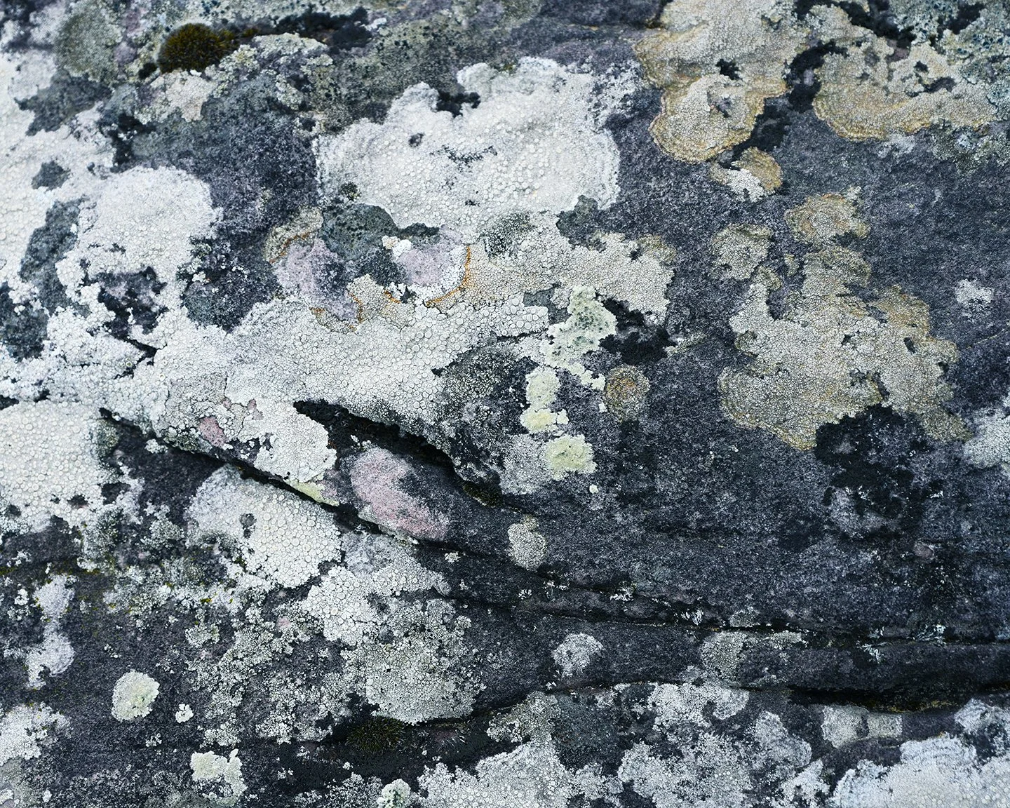  ABSTRACT PHOTOGRAPHY / 50 in x 40 in  Limited edition artwork, signed, numbered, and stamped with the artist's signature. Offered in custom sizes, framed or unframed (print only). Printed on high-quality Epson Photo Luster Premium Paper, or Dye Subl