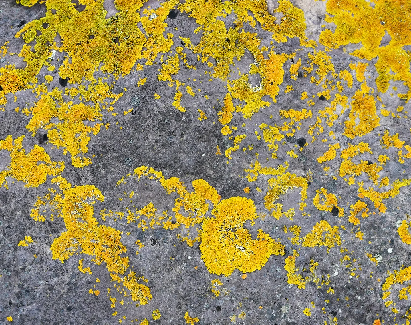  ABSTRACT PHOTOGRAPHY / 48 in x 38 in  Limited edition artwork, signed, numbered, and stamped with the artist's signature. Offered in custom sizes, framed or unframed (print only). Printed on high-quality Epson Photo Luster Premium Paper, or Dye Subl