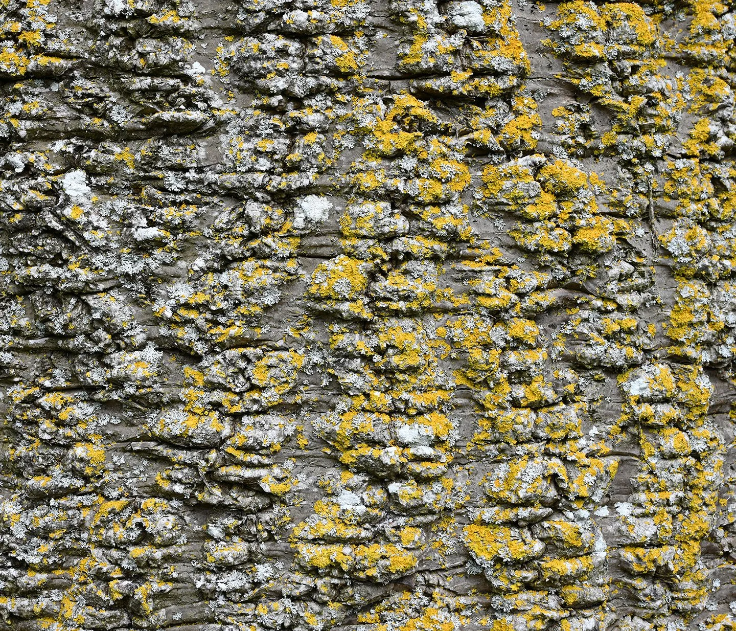  ABSTRACT PHOTOGRAPHY / 52 in x 45 in  Limited edition artwork, signed, numbered, and stamped with the artist's signature. Offered in custom sizes, framed or unframed (print only). Printed on high-quality Epson Photo Luster Premium Paper, or Dye Subl