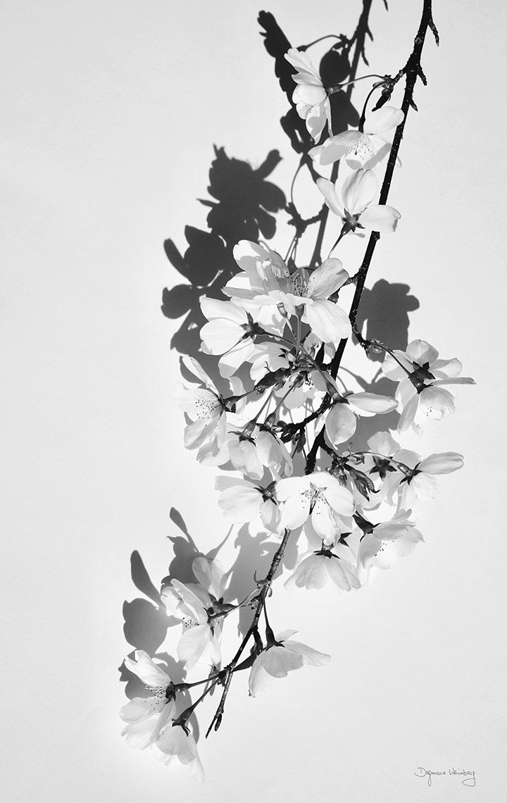  ABSTRACT PHOTOGRAPHY / 30 in x 48 in  Limited edition artwork, signed, numbered, and stamped with the artist's signature. Offered in custom sizes, framed or unframed (print only). Printed on high-quality Epson Photo Luster Premium Paper, or Dye Subl
