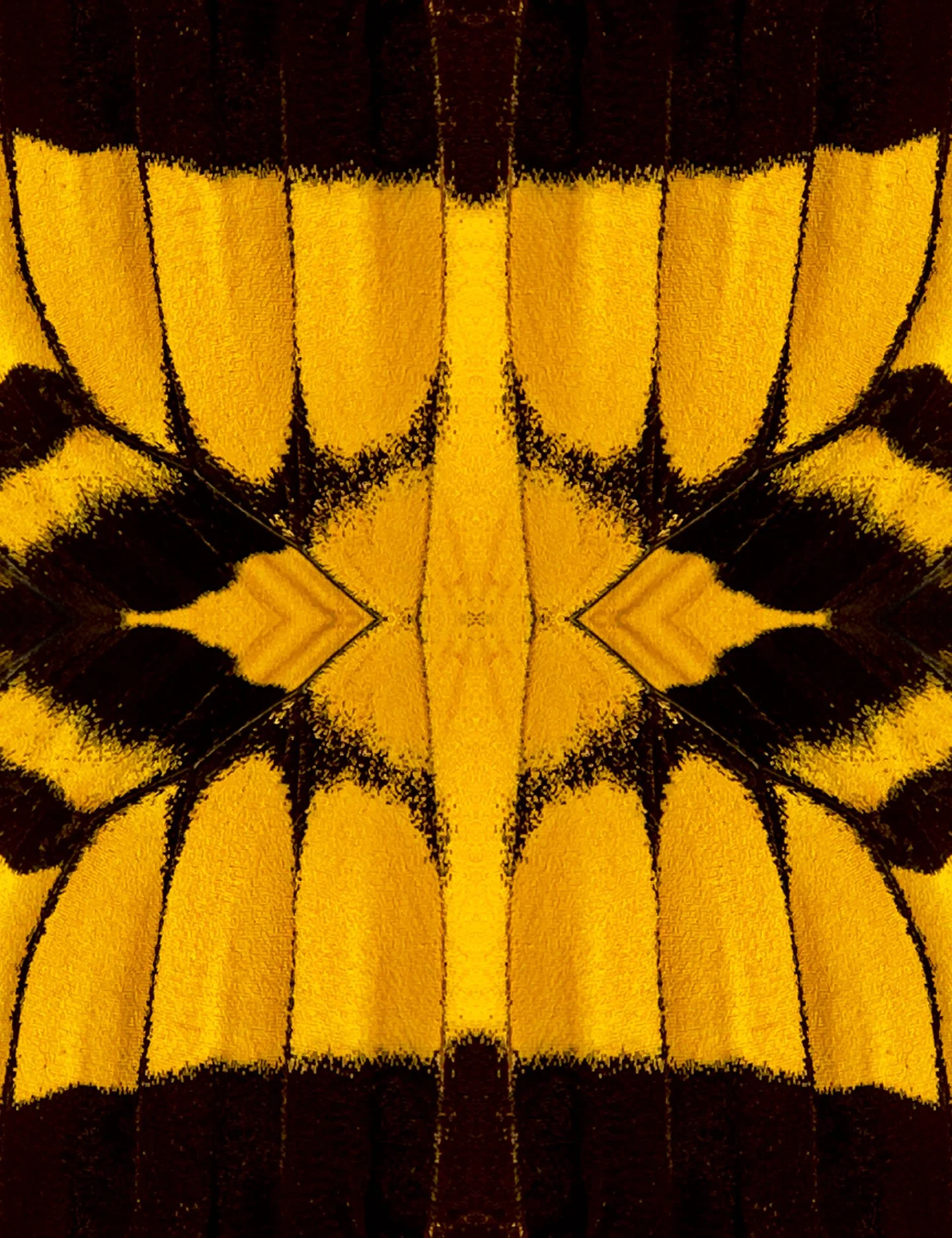 © BUTTERFLIES COMPOSITION No.15