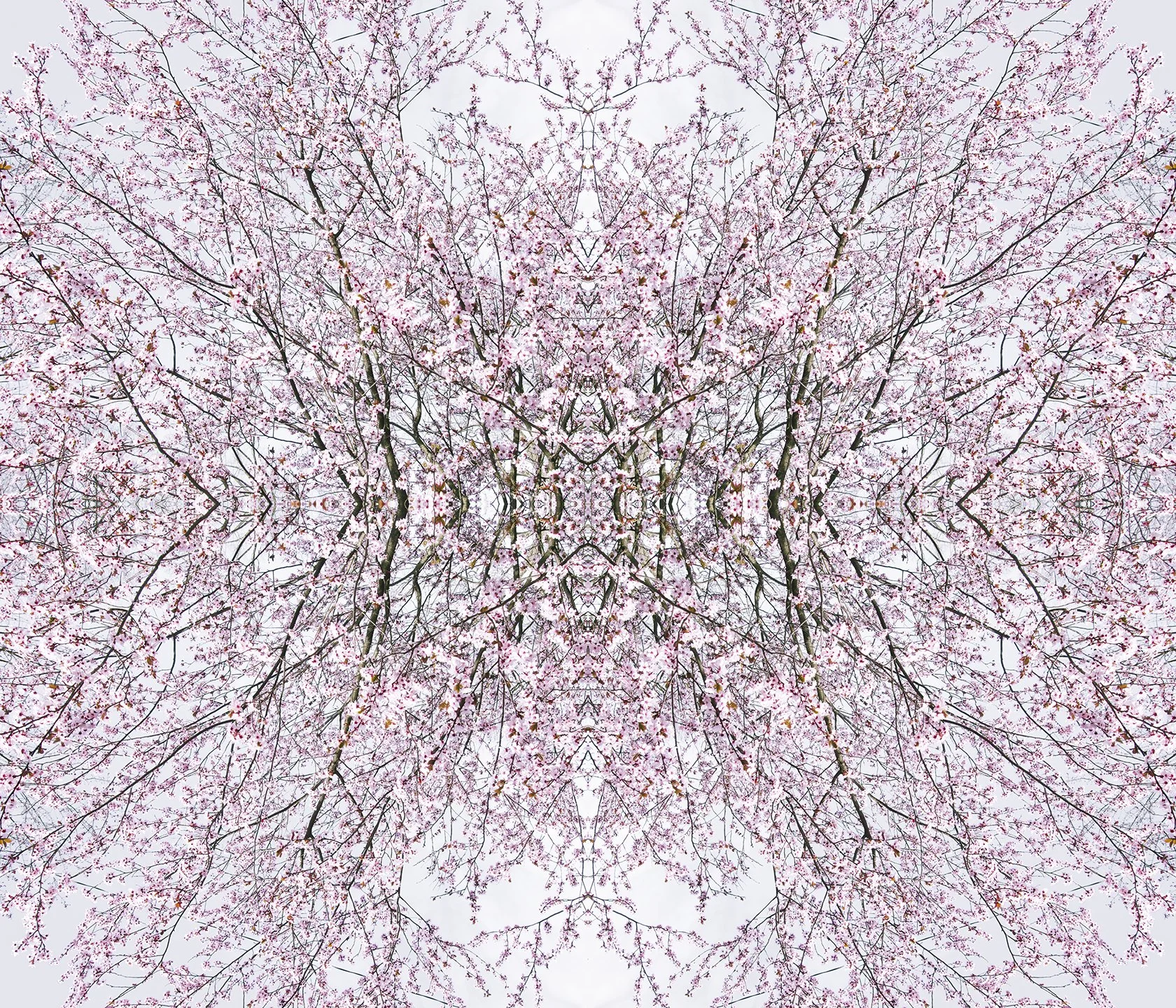 © CHERRY BLOSSOMS COMPOSITION No.659 