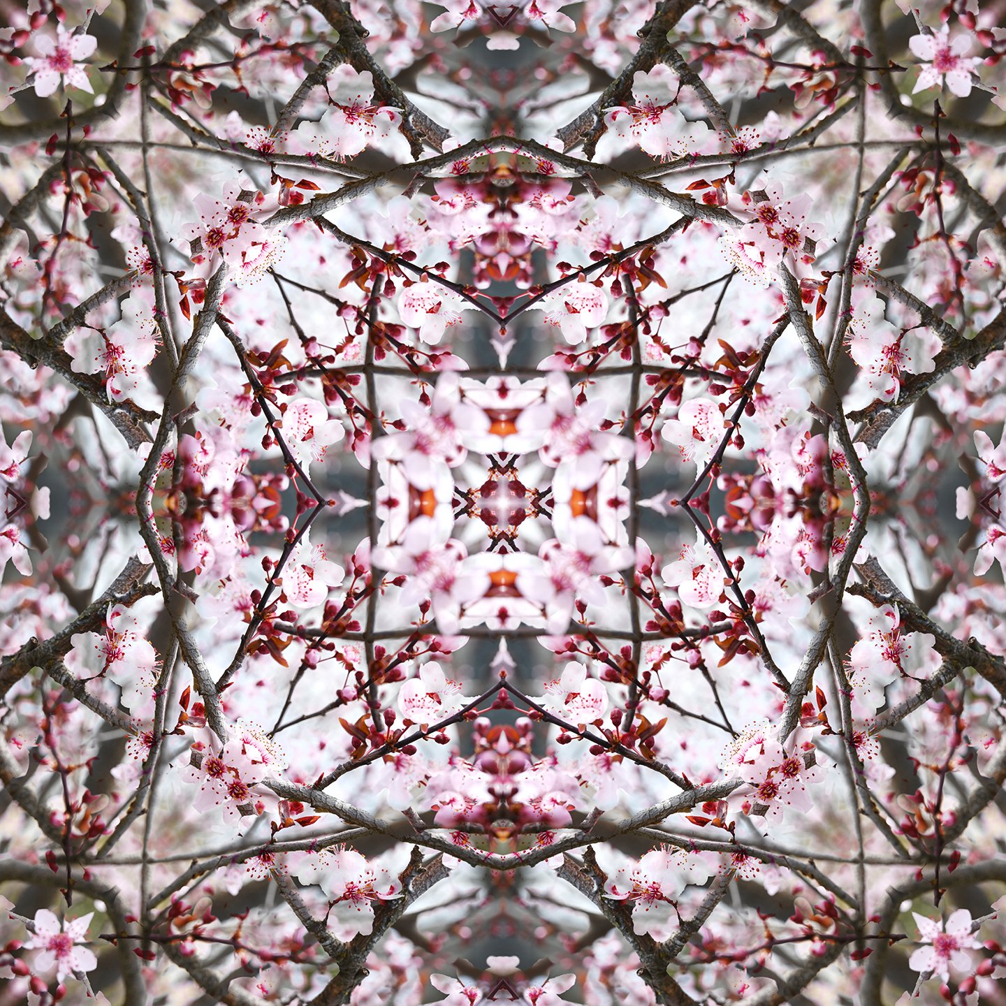 © CHERRY BLOSSOMS COMPOSITION No.664