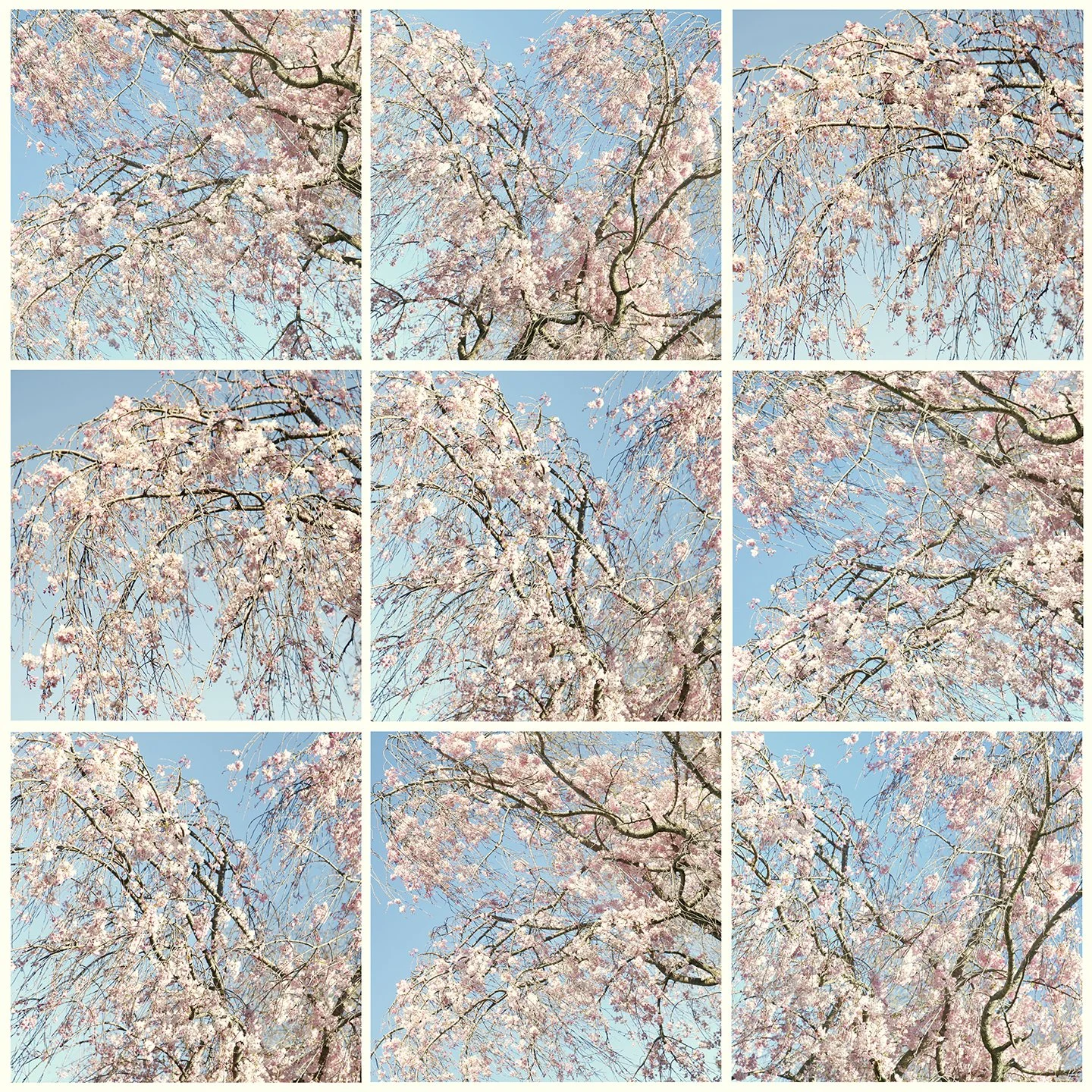SPRING WINDOW No.2 / QUARANTINE 2020  