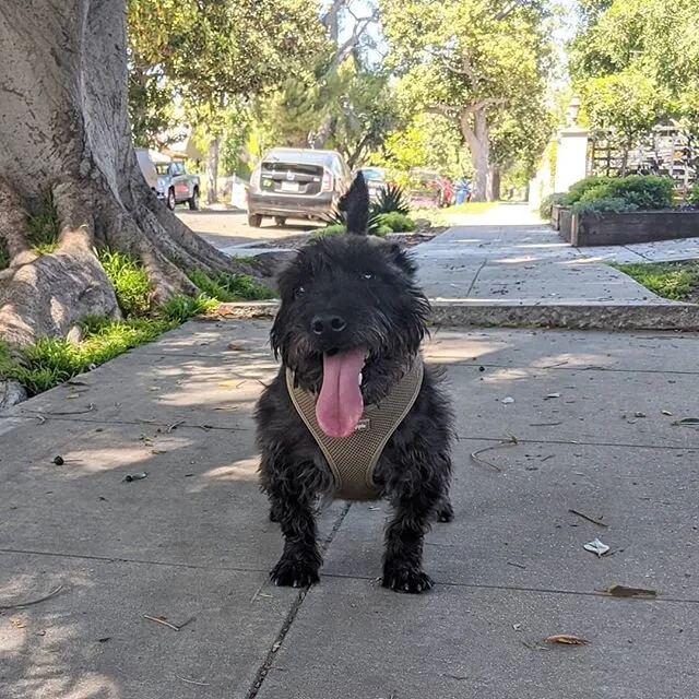 Ears back = real speed #cutedogs #schnauzer #schnauzersofinstagram #terriersofinstagram #happydog