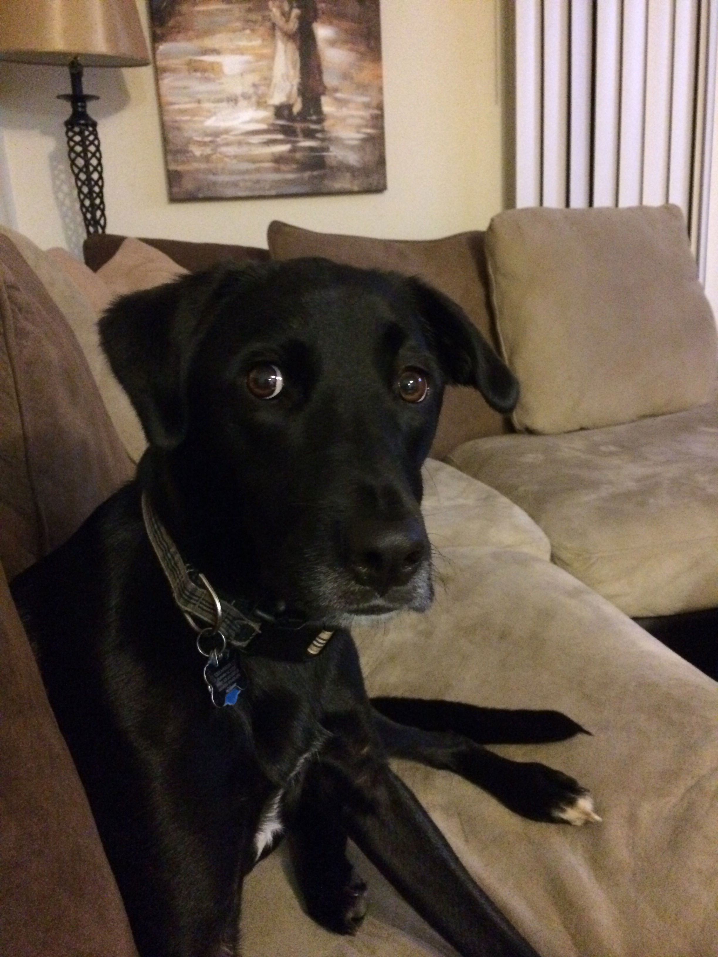 Jackson said WHAAATTT??? I couldn't help but post this picture of Amanda's dog. His confused expression always cracks me up .
