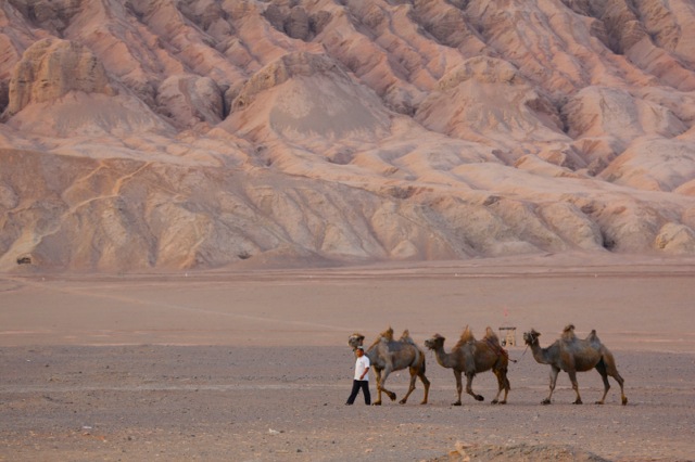   Looking like something out of Lawrence of Arabia, a camel driver and his camels make their way at the foot of the Flame Mountains in Turfan, Far West China. This is where China is planting thousands of acres of new vineyards.  